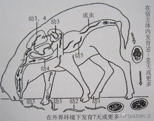 羊寄生虫预防措施,羊寄生虫怎么治