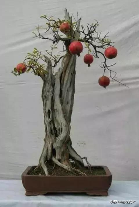 石榴盆景教程,石榴盆景养护小视频