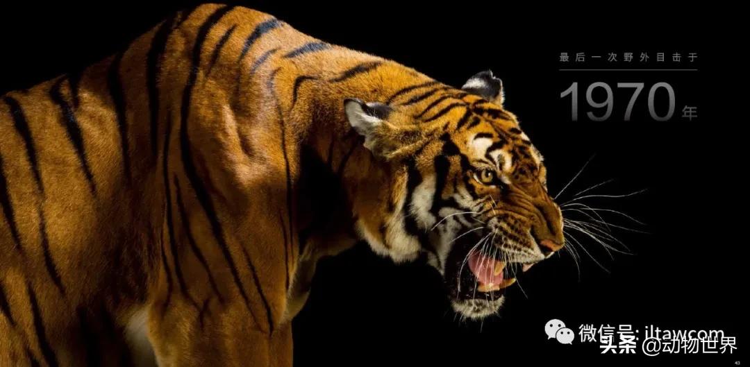 十大濒危动物国际珍惜动物保护日,世界珍稀保护动物保护日