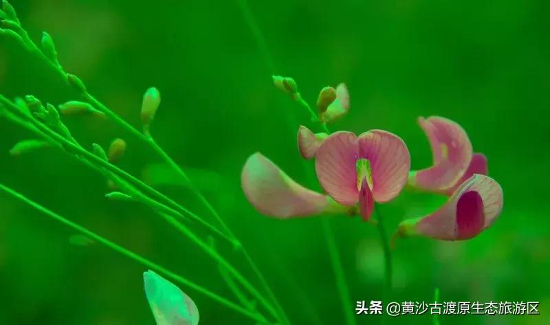 中秋佳节，陪伴家人到宁夏黄沙古渡景区开启畅玩之旅