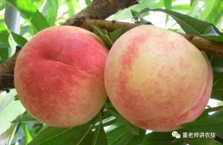 防治桃蚜,治疗桃树蚧壳虫特效药