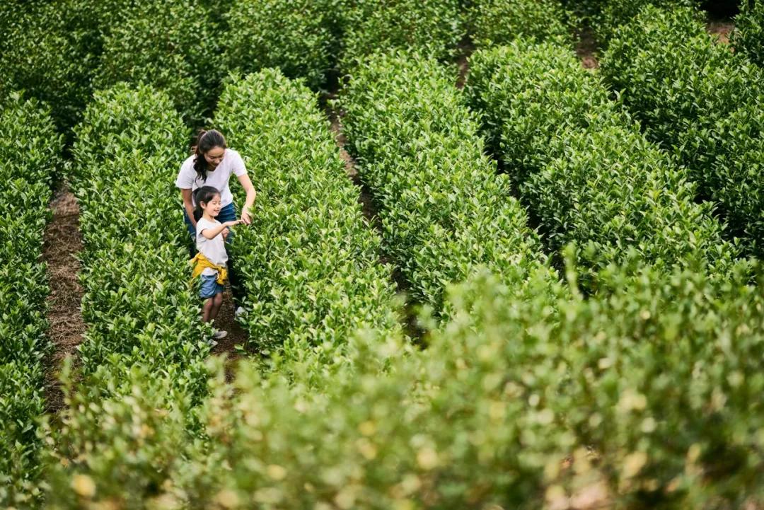浙江省的一颗明珠城市,浙江安吉美丽风景