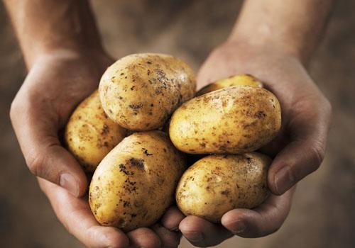 南方两广地区马铃薯高产栽培技术,种植马铃薯想高产其实秘诀很简单