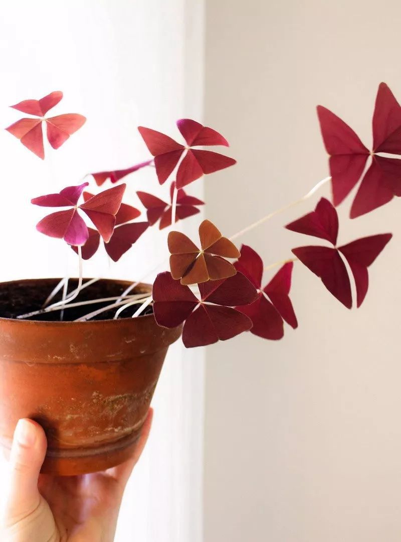 紫色幸运草的盆栽方法什么季节种,紫色幸运草块茎怎么种