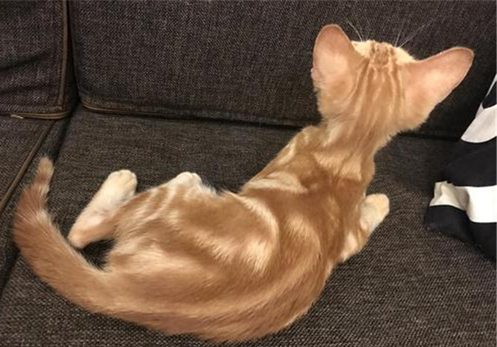 五个月猫咪有没有饱腹感,猫咪有饱腹感吗