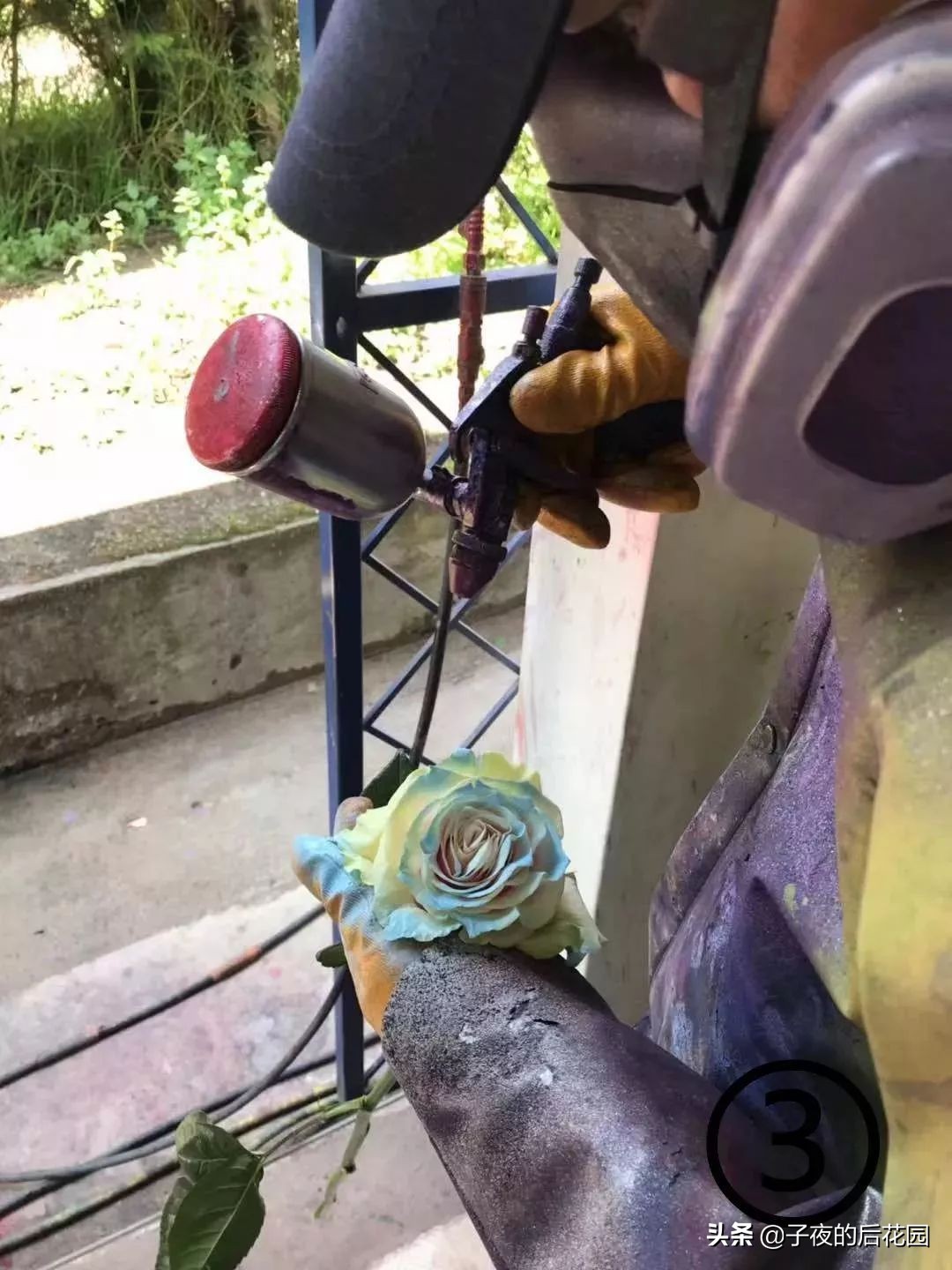 最好的进口玫瑰,进口玫瑰品种