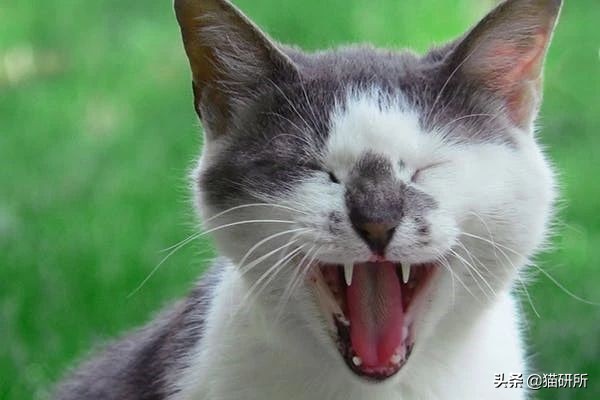 有100只猫该咋办,猫舍的猫全部得口炎了怎么办呢