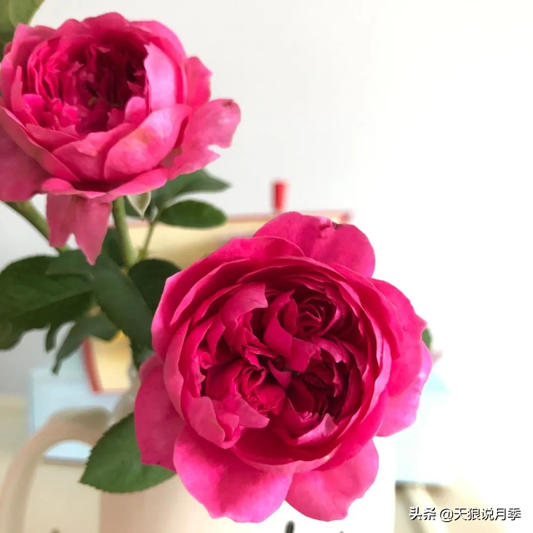 不容易，天狼自育终于打折了！空蒙只要50不到！