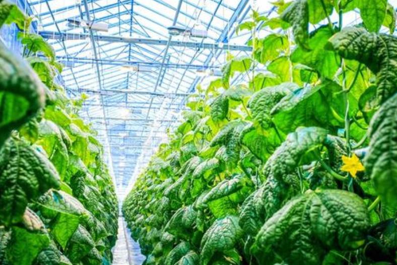 又杀菌又增产的药,又杀菌又增产的农药