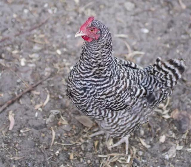 即便你经常吃，但是关于鸡你真的知道很多吗？