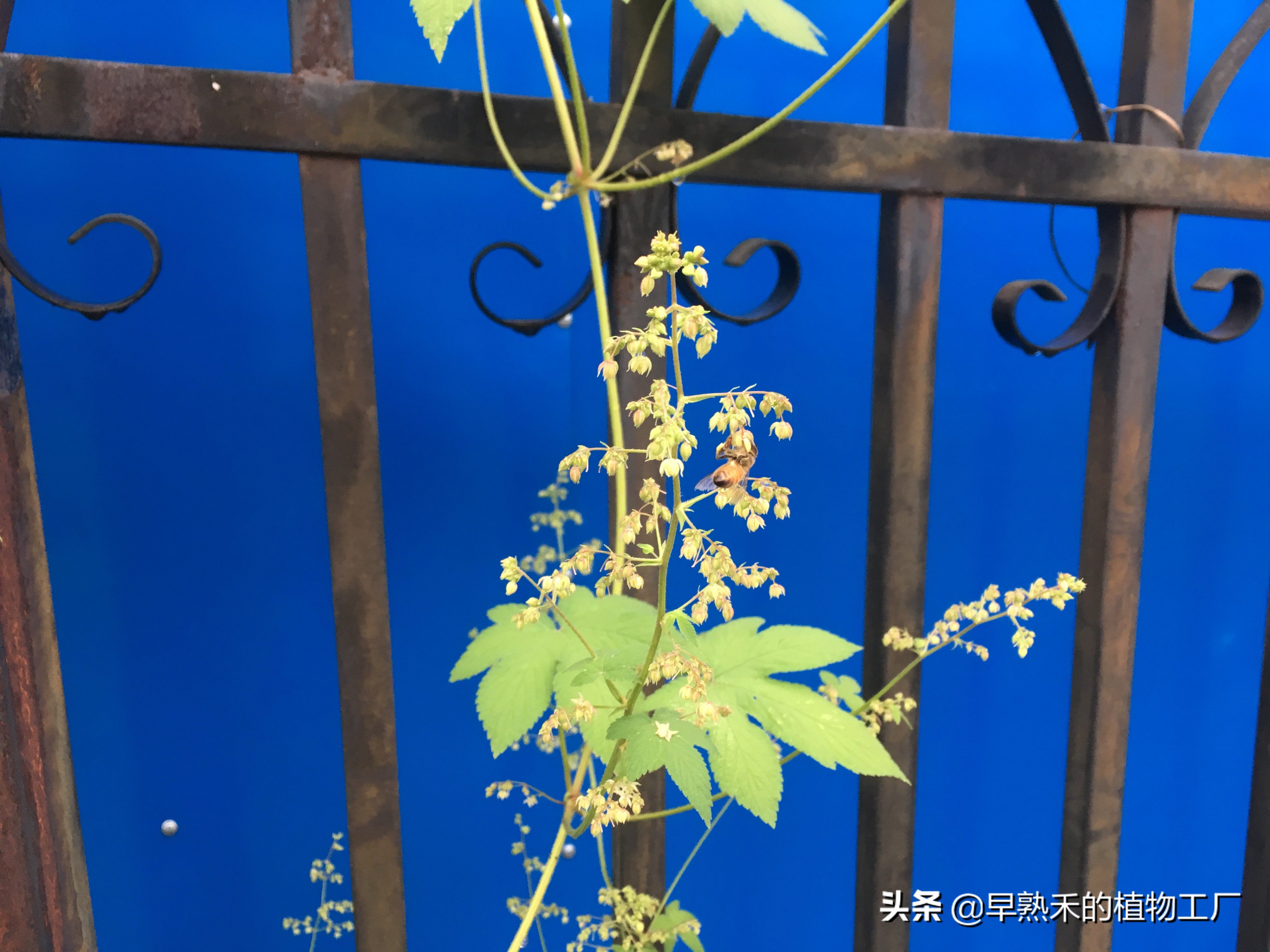 身边普通的植物有哪些,身边被轻忽的植物