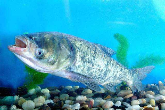 野钓的鱼有股汽油味要养多久,钓到河鱼有柴油味怎么处理