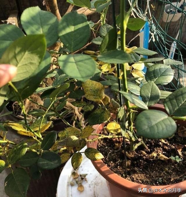 网购月季黄叶嫩芽枯萎怎么处理,网购的月季小苗黄叶了怎么栽种