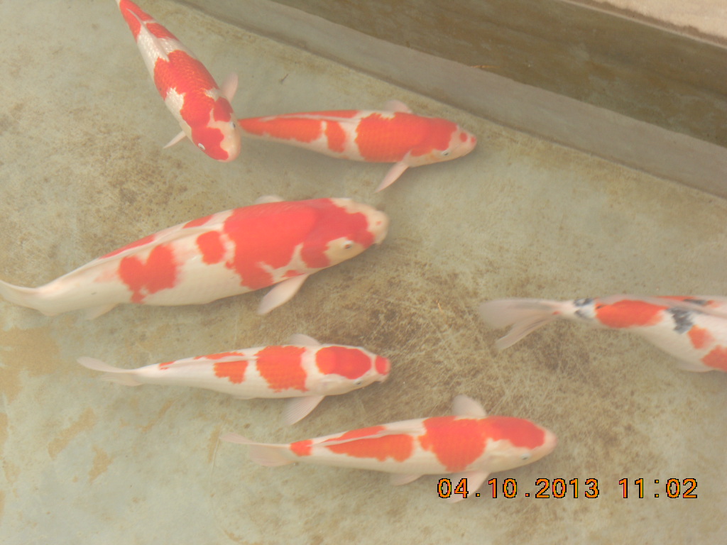 湖南最好的锦鲤养殖基地,湘潭锦鲤养殖