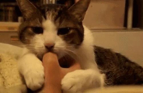 小猫四个月非常的调皮怎么办,小猫四个多月爱抓人