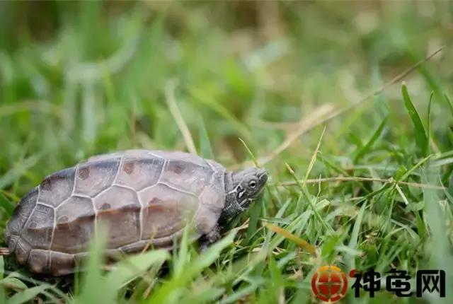 龟冬眠简介,龟冬眠怎么办视频