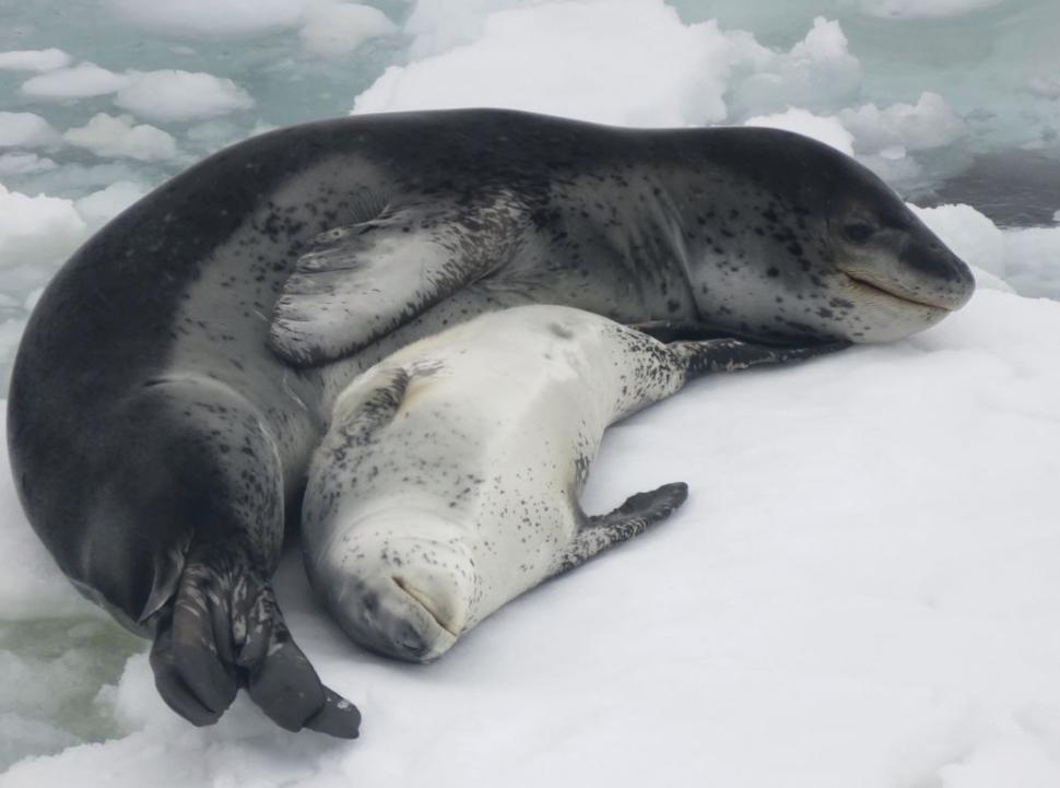 什么动物生气了最可怕,什么动物生气时会鼓起来