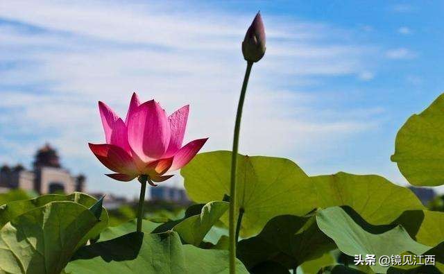 江西有一个县，原来属于吉安，后来划给了萍乡，现在怎么样了？