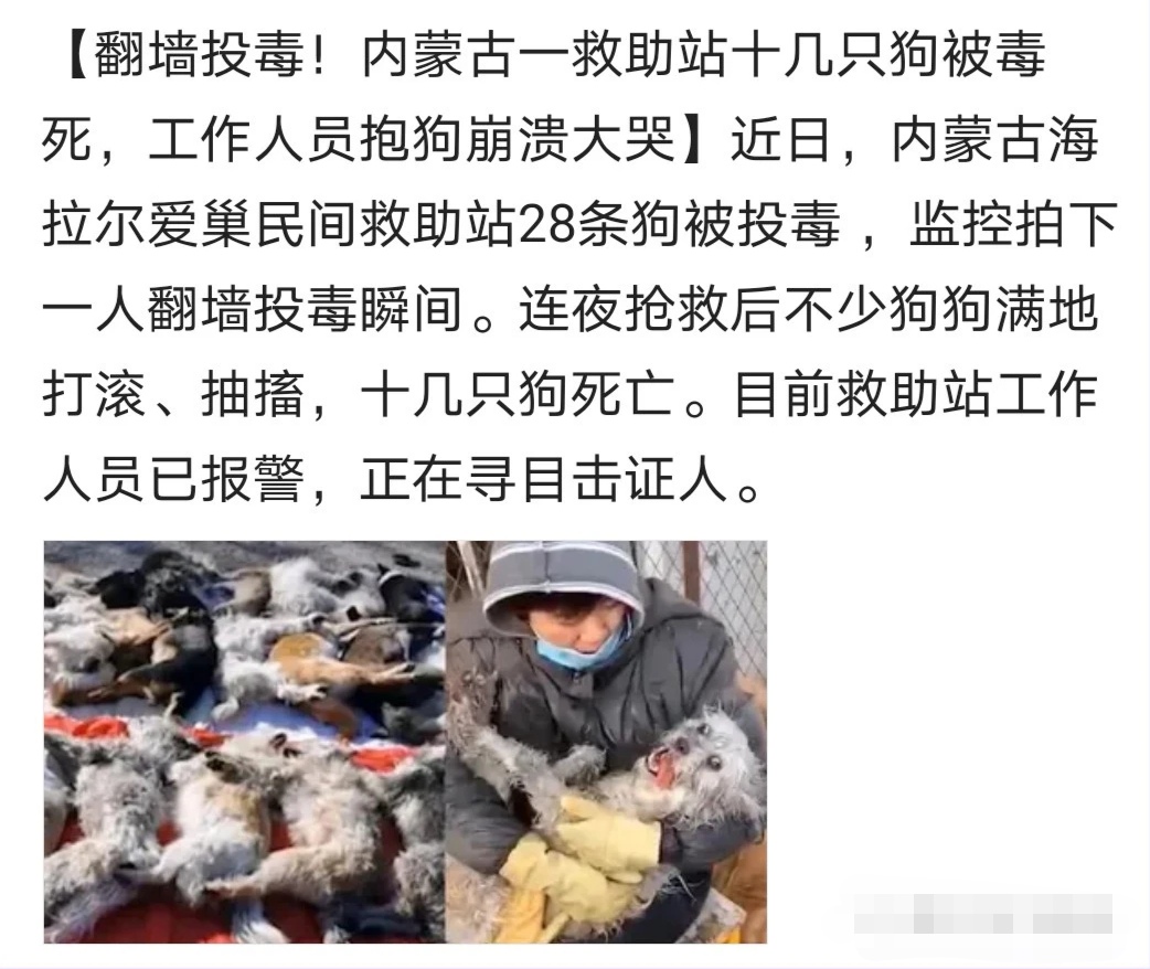 抽搐打滚吐白沫，遭人翻墙下药，流浪狗救助站的狗狗遭罪了