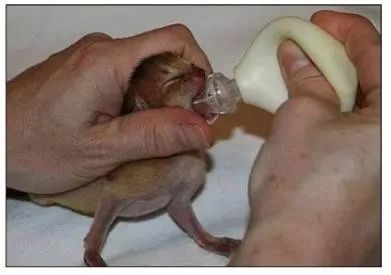 猫宫庄园大幅度提高新生小猫出生率的助产方法