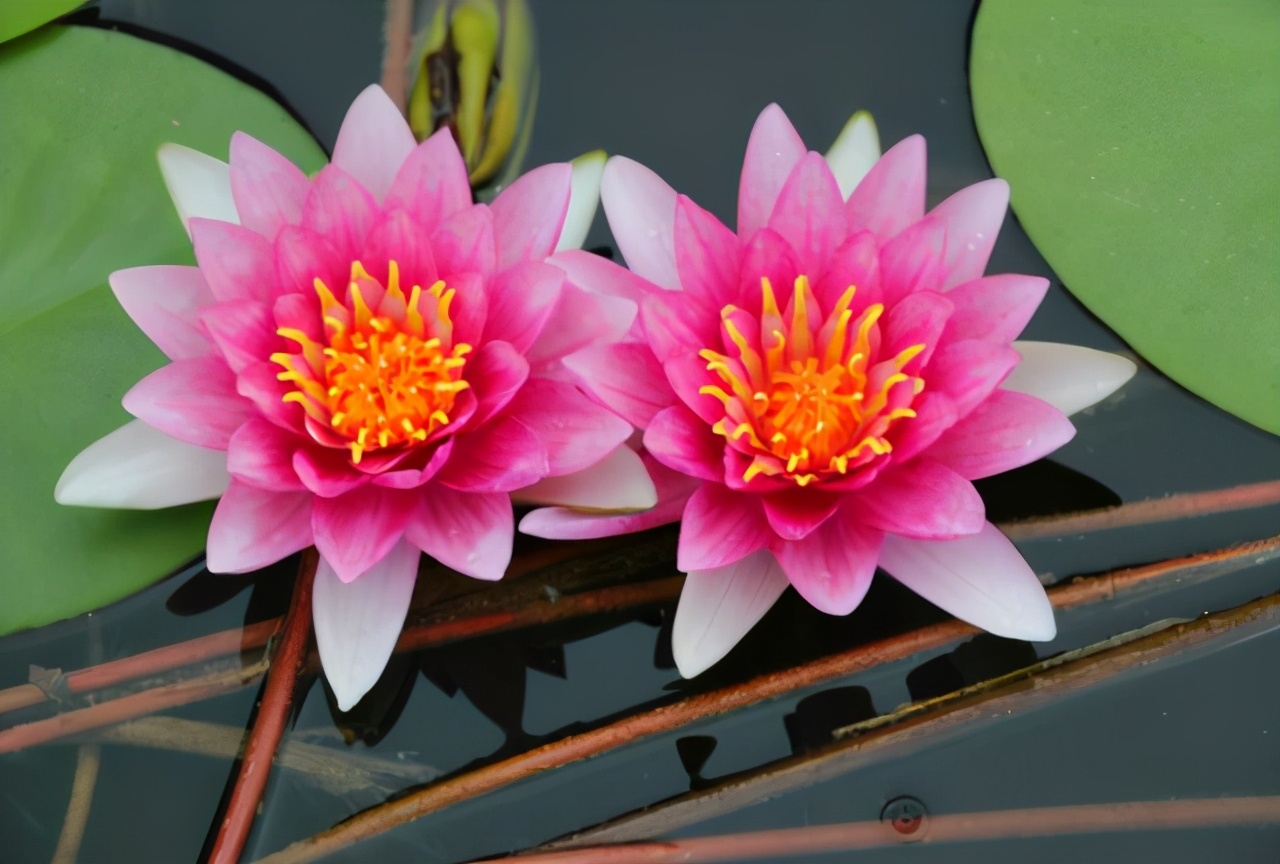 睡莲种植方法和技巧,睡莲种植最佳方法图解