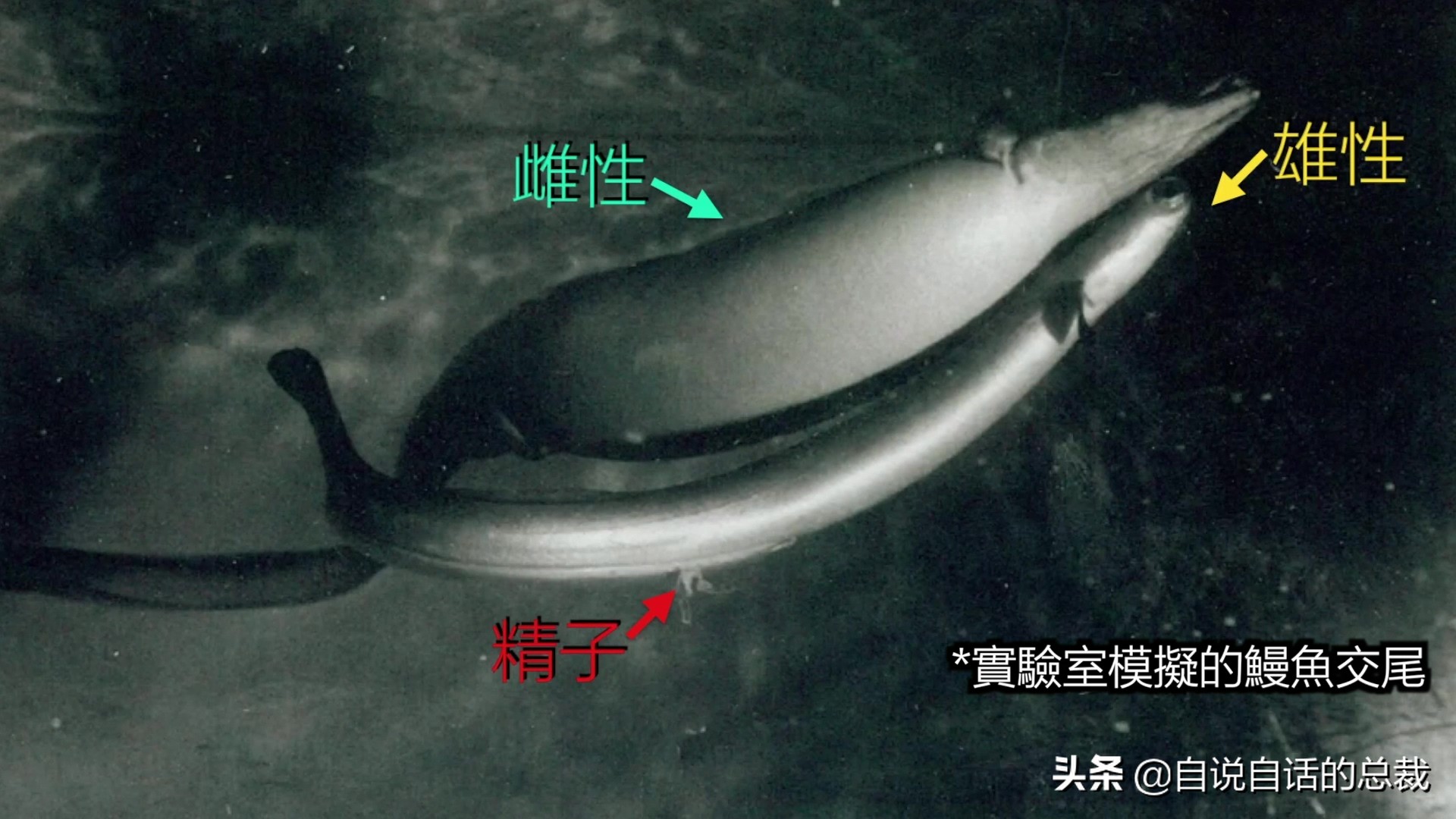 原来，你吃的鳗鱼，每一只都见过海底深渊的秘密｜自说自话的总裁