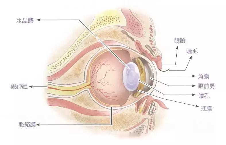 猫咪泌尿系统疾病症状,猫咪眼睛常见问题