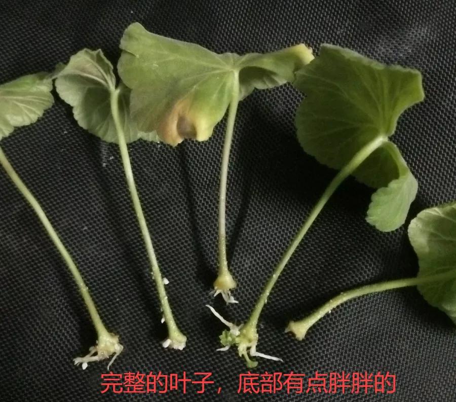 扦插花的养殖方法和技巧,养花扦插有妙招多肉