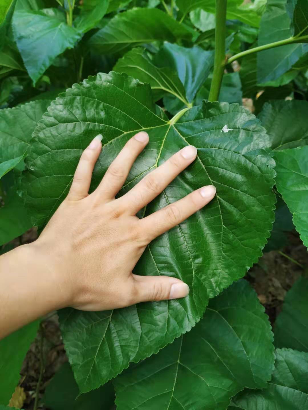 熟蚕为什么一动不动,熟龄蚕不吐丝怎么办