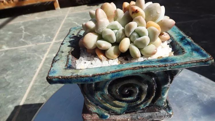 爱机车，爱多肉，宝妈花姐的诗和远方