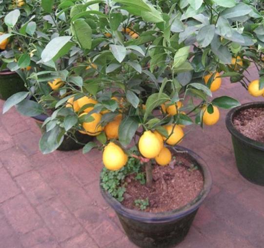 柠檬树怎么养好看,柠檬树怎么养才会长大