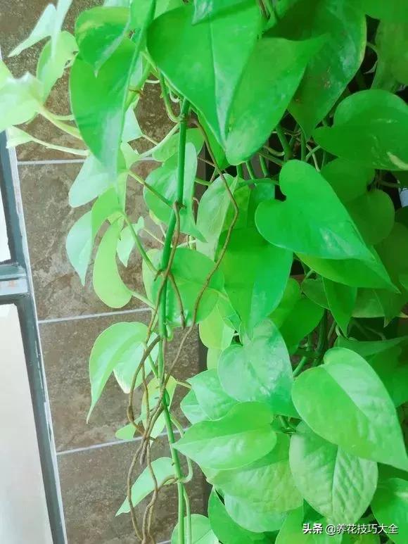 绿萝不花钱怎么可以养得更旺盛,绿萝水养放什么长得快