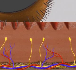 安迪总监，360°揭秘痘痘的原因