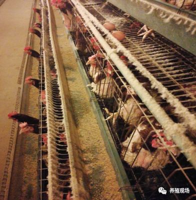 霉菌毒素对禽的危害,禽霉菌病怎么治疗