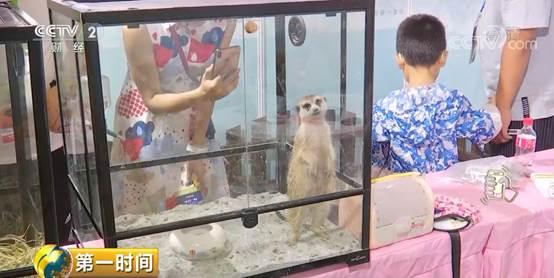 给宠物整个造型，要花5000块钱？小宠物大市场：宠物行业总市值首次破2000亿