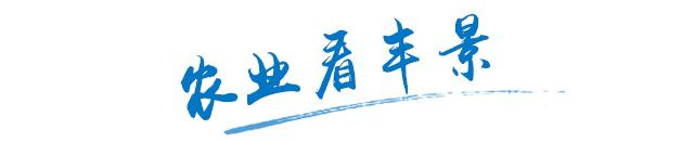 洋葱生病,洋葱都有哪些常见病害