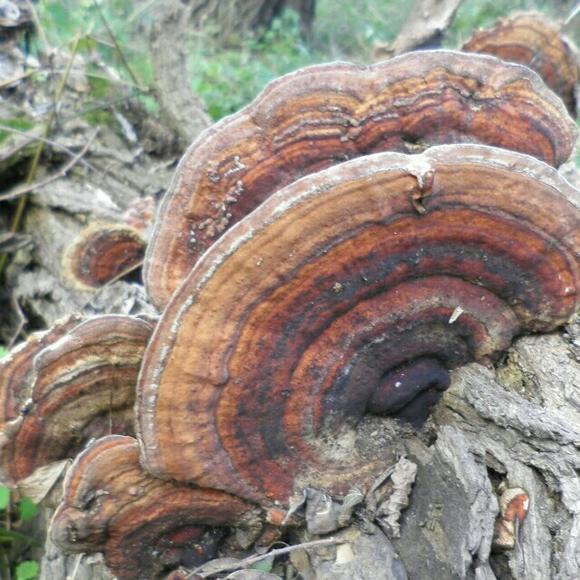 中医药治疗癌痛的优势,中医癌痛用什么药止痛好