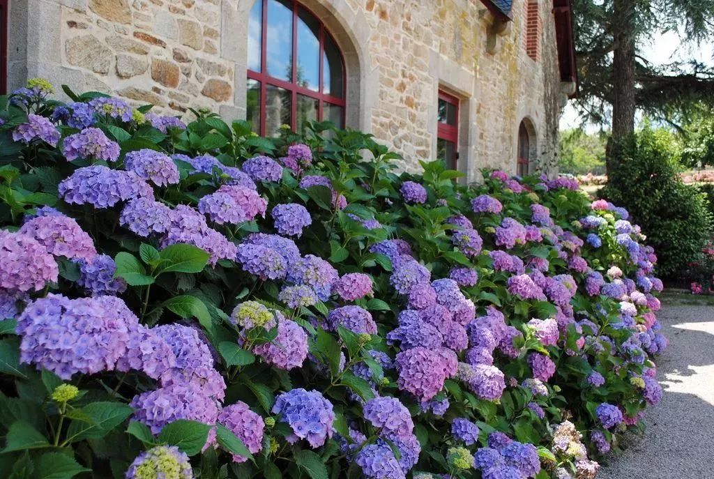 看到花的时候，不知是什么花？那就收下这份百花图谱