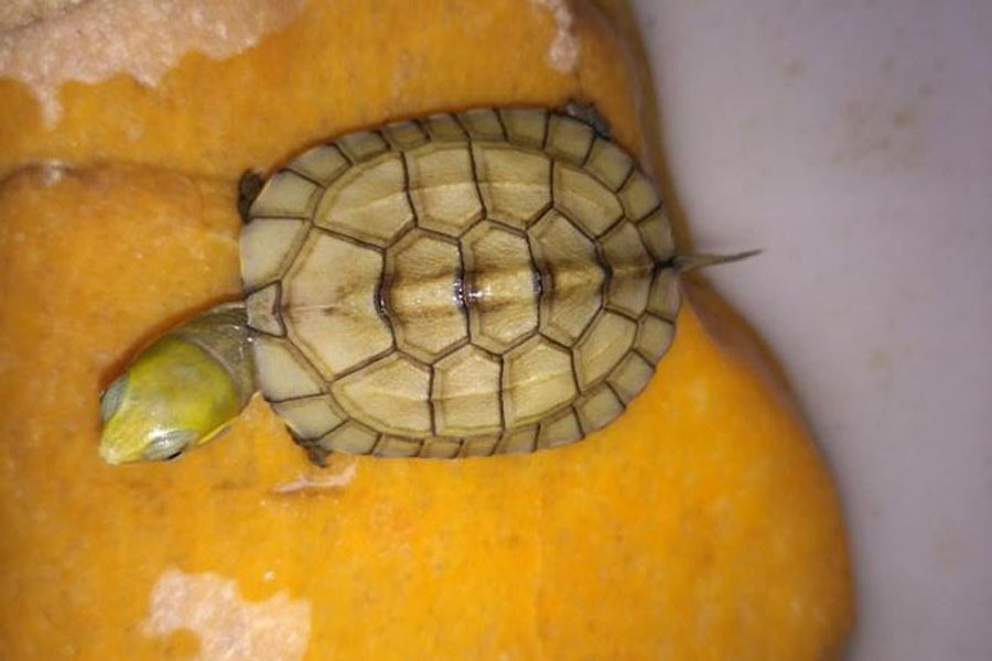 乌龟一直浮水怎么解决,乌龟浮水怎么消除最快