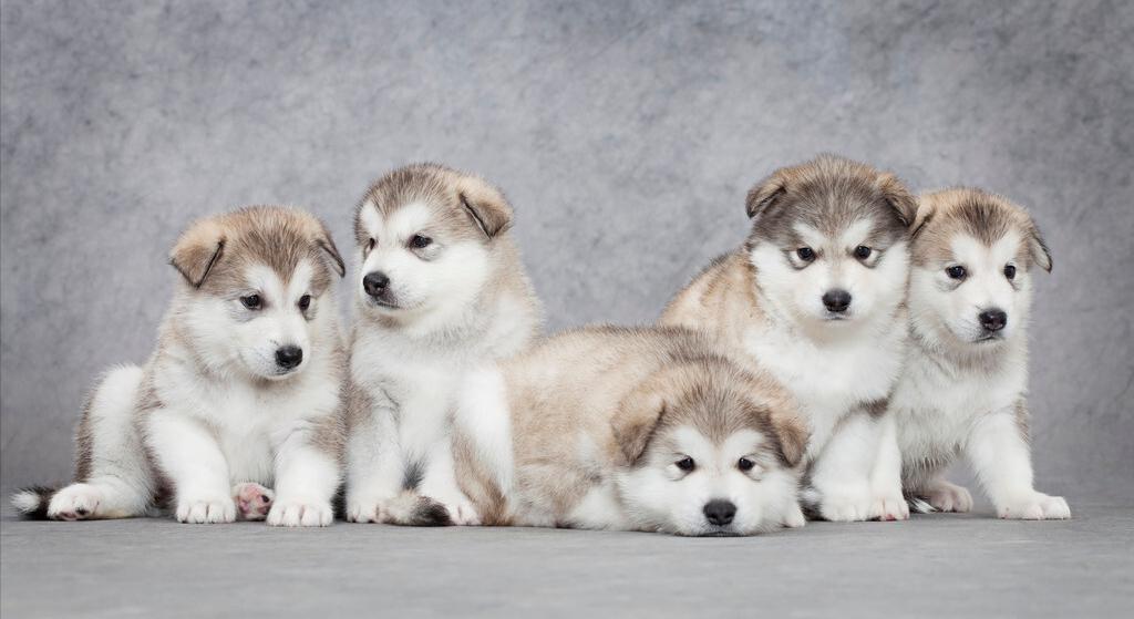 新手养狗怎样训练狗狗上厕所,幼犬如何训练狗狗定点大小便