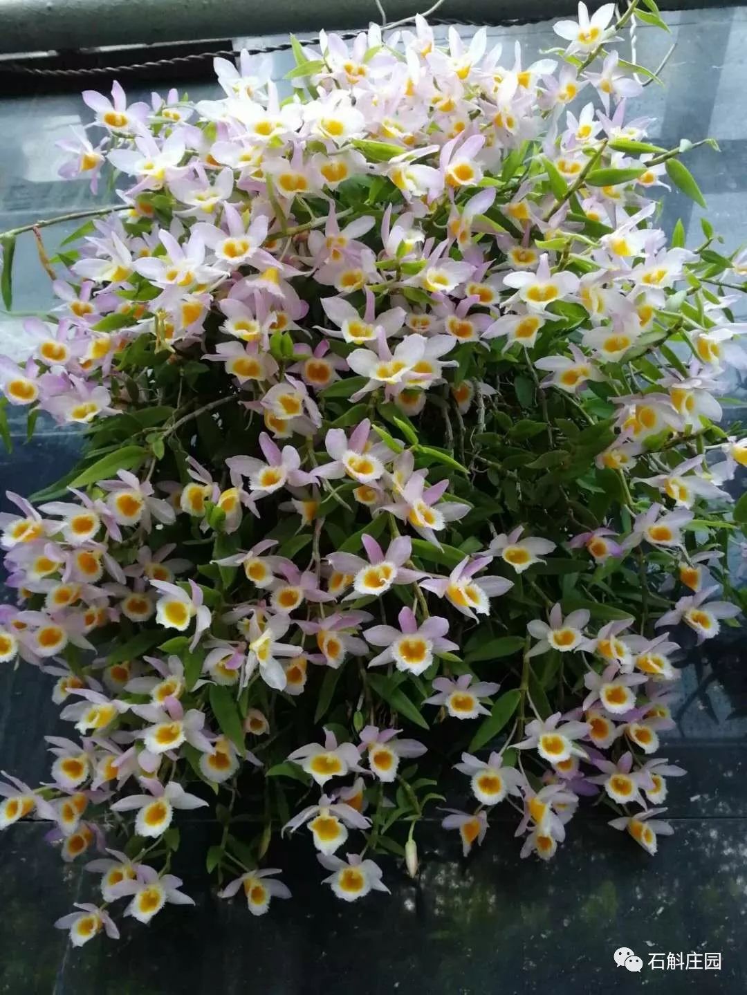 七彩石斛怎么养才能爆花,什么品种的石斛开爆花