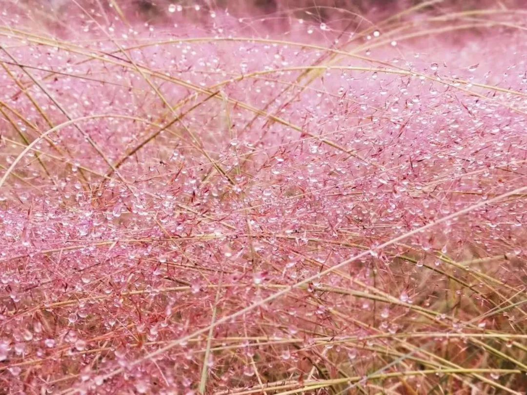 贵州绿博园驾车旅游攻略,贵州绿博园怎么玩