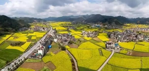 春暖花开的季节我和你如期相约,醉美开化油菜花