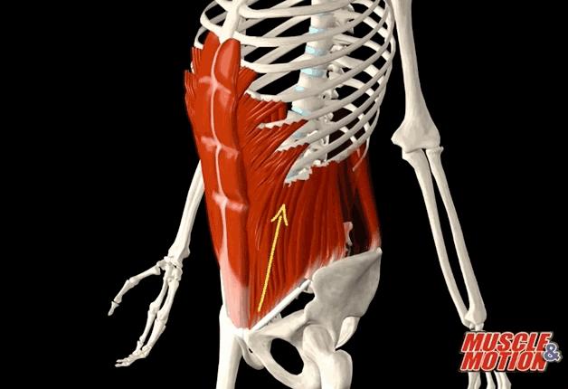 腹内斜肌和腹外斜肌功能,腹外斜肌的结构和功能