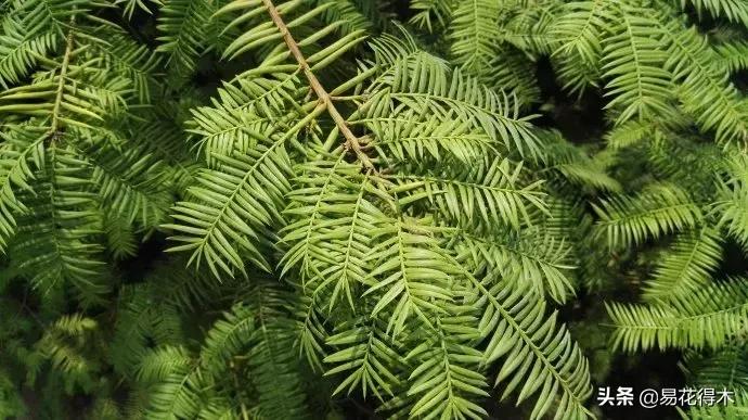 香榧、榧树的区别辨识与市场现状