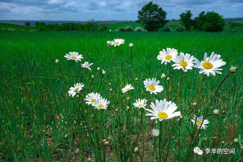 李时珍祖传秘方提高免疫力,张景明讲增强抵抗力的方子