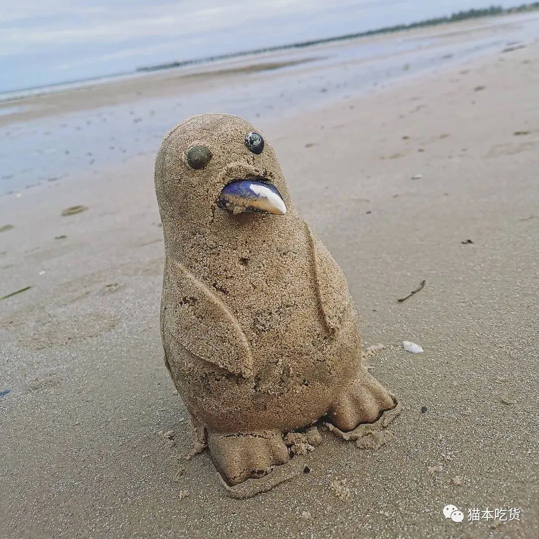 墨尔本两只相互依偎的企鹅,澳大利亚墨尔本看企鹅