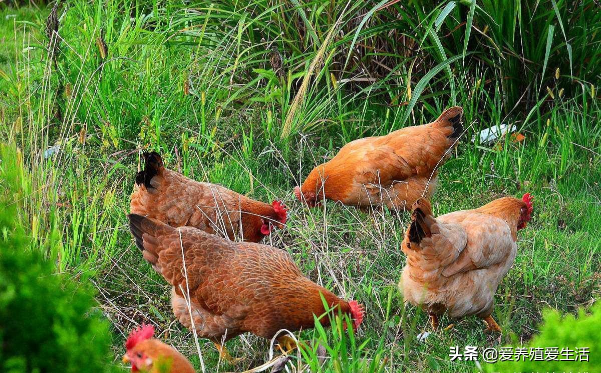 鸡脚掌肿大有硬疙瘩还流血,鸡得了滑液囊支原体症状及防治