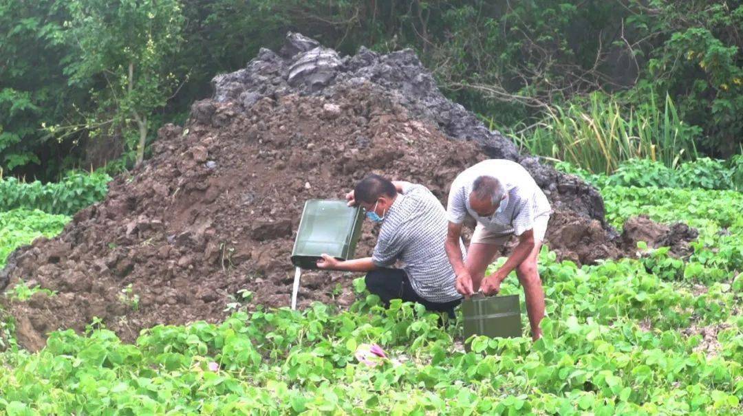 湖南一男子上厕所遇剧毒眼镜蛇,一男子在枕头下发现五步蛇