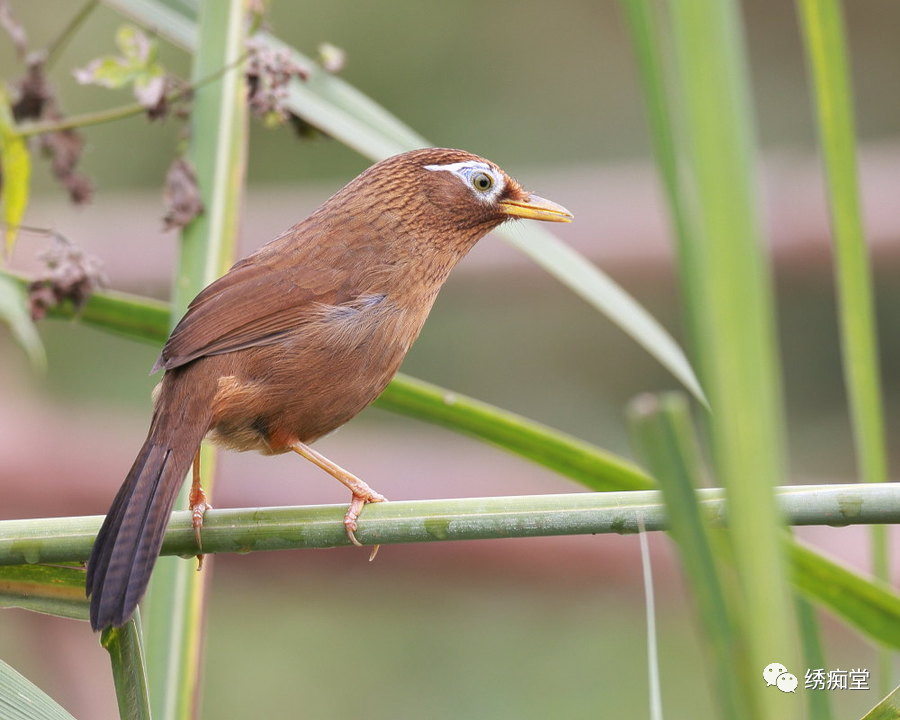 和鸟交谈,怎样和鸟沟通沟通